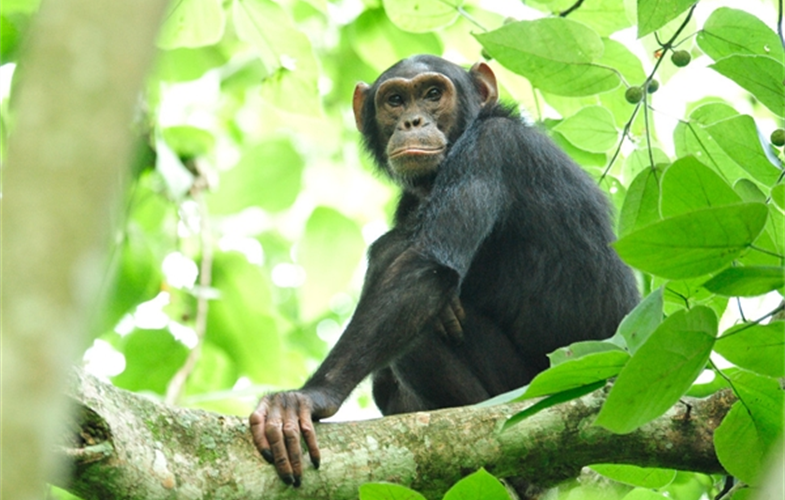 Julie Larsen Maher_9302_Chimpanzee in wild_UGA_06 26 10